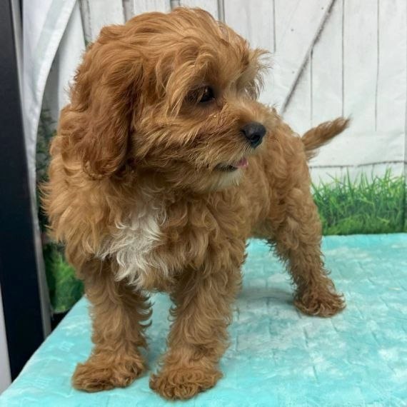 F1 Cavapoo Puppies