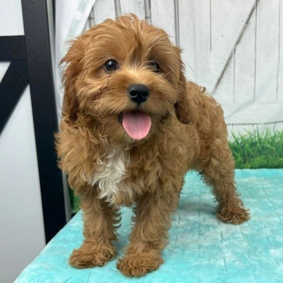 F1 Cavapoo Puppies