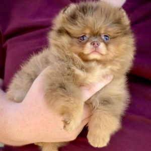 Family Companion Puppies