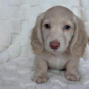 Family Friendly Puppies