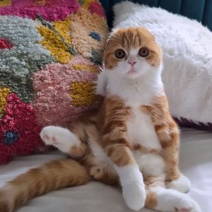 Folded Ear Kittens