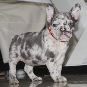 French Bulldog Puppy