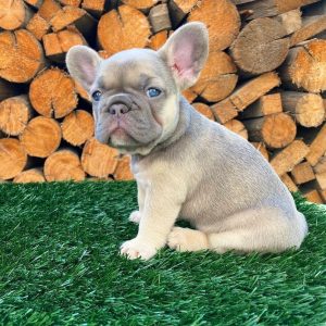 French Bulldog Puppies