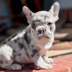 French Bulldogs