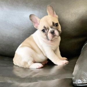Frenchie Puppy