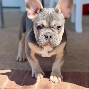 Frenchies