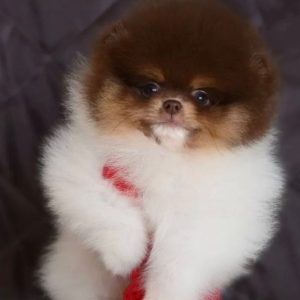 Friendly Puppies adoption