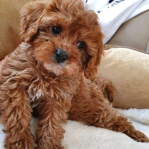 Healthy Pets for Adoption