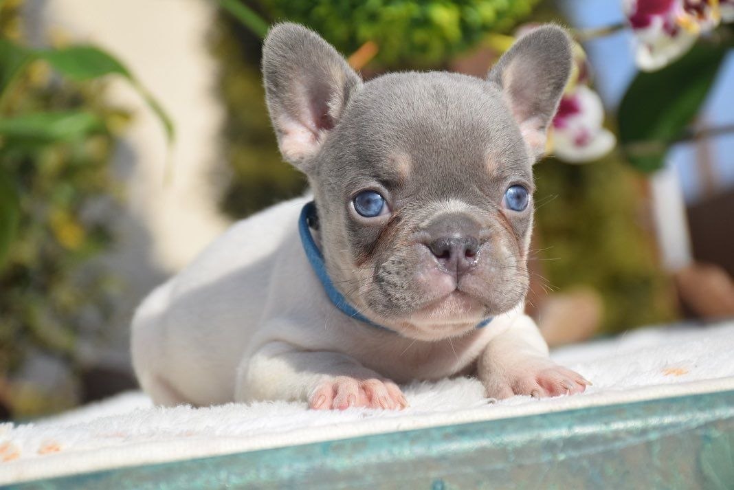 Healthy Puppies adoption