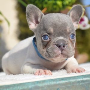 Healthy Puppies adoption