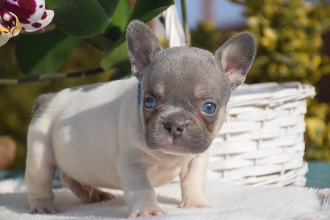 Healthy Puppies adoption