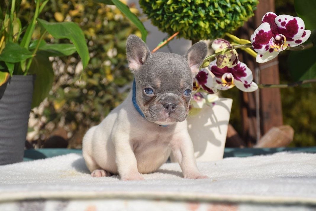 Healthy Puppies adoption