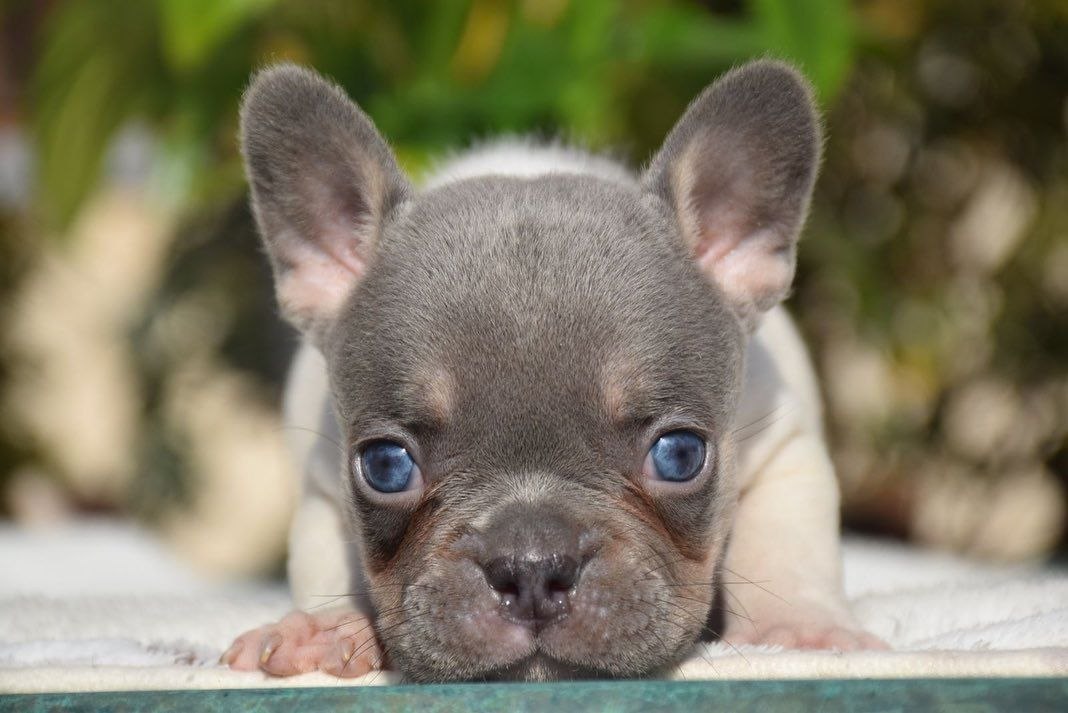 Healthy Puppies adoption