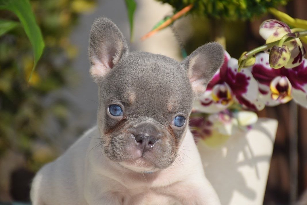 Healthy Puppies adoption