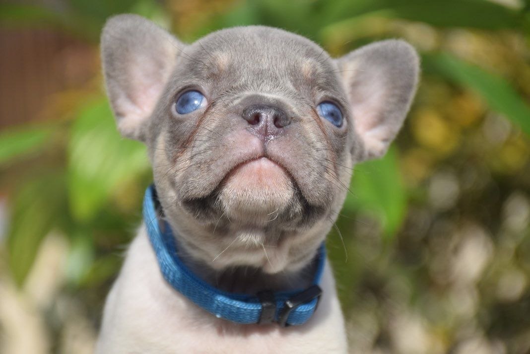 Healthy Puppies adoption