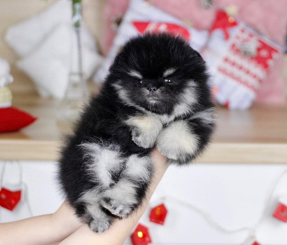 Home Raised Puppies adoption pet dogs