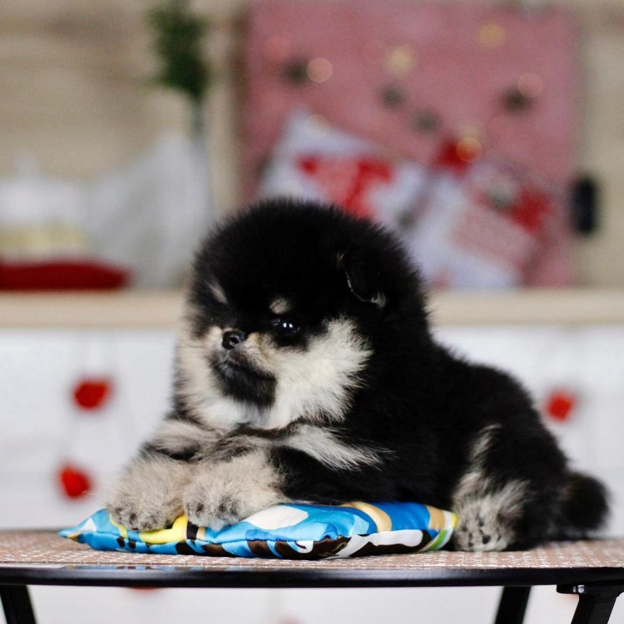 Home Raised Puppies adoption pet dogs