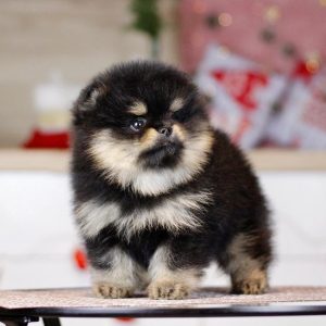 Home Raised Puppies adoption pet dogs