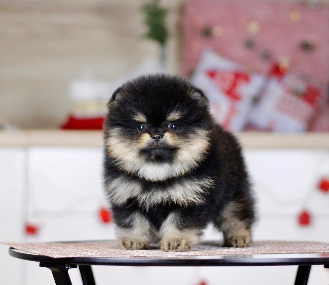 Home Raised Puppies adoption pet dogs