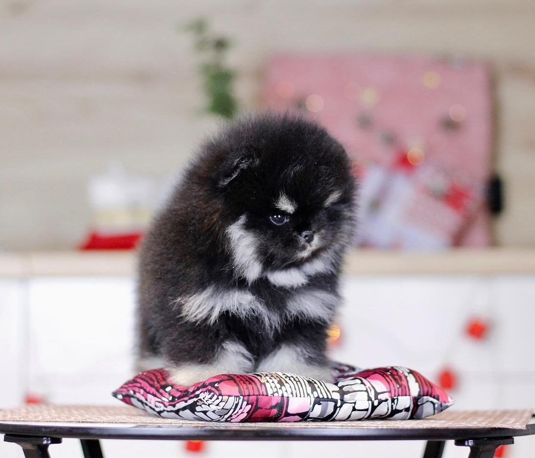 Home Raised Puppies adoption pet dogs