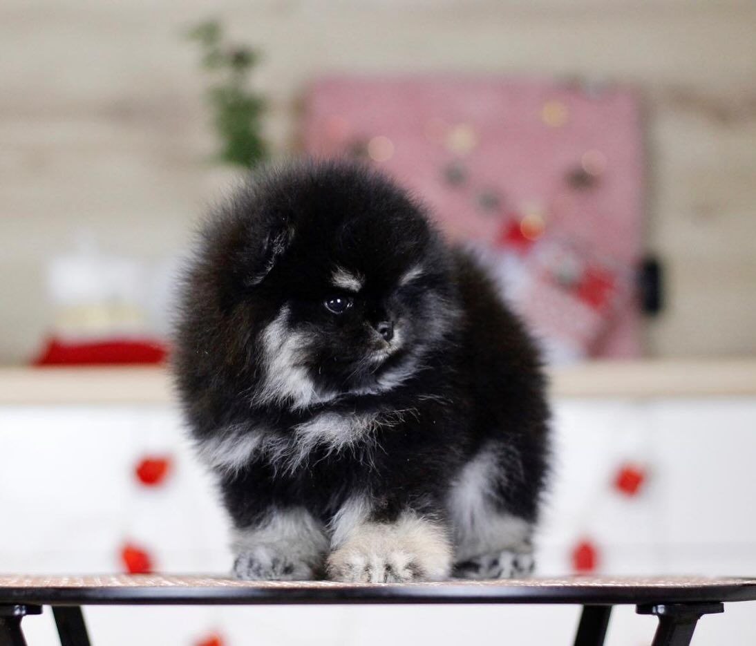 Home Raised Puppies adoption pet dogs