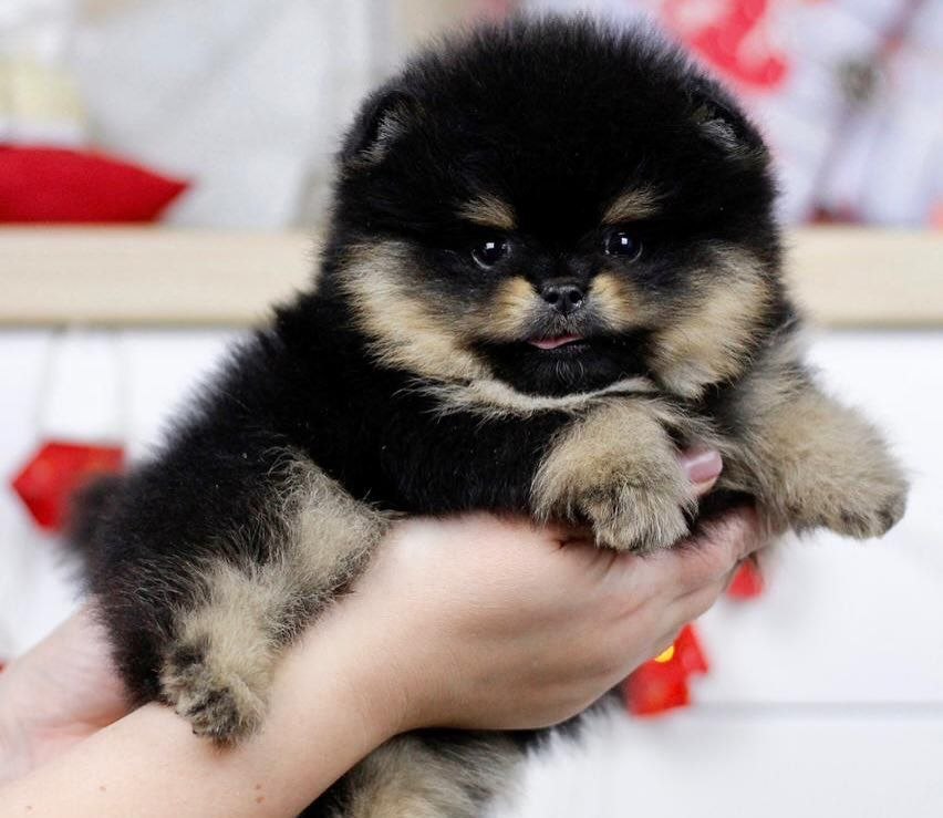 Home Raised Puppies adoption pet dogs