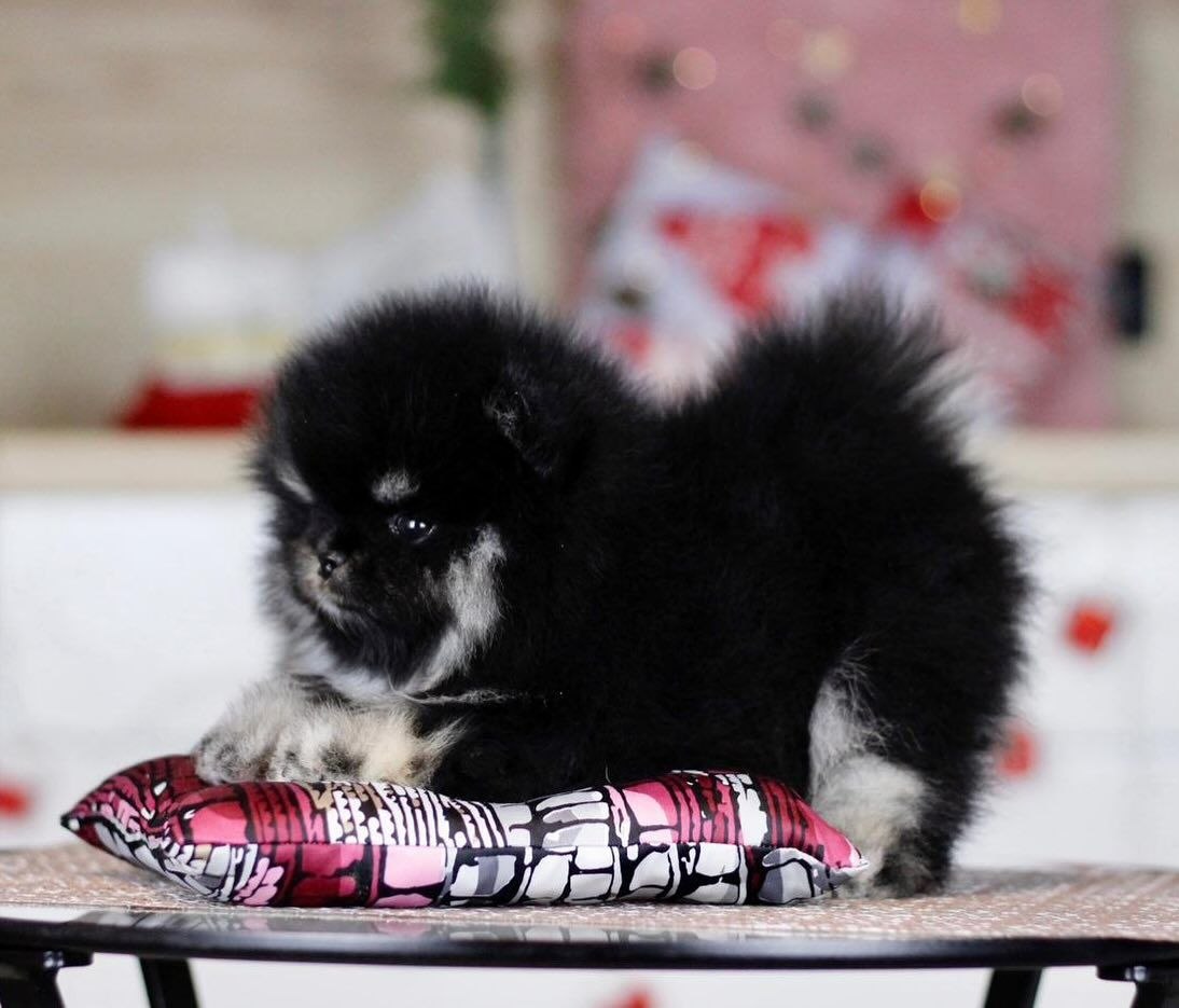 Home Raised Puppies adoption pet dogs