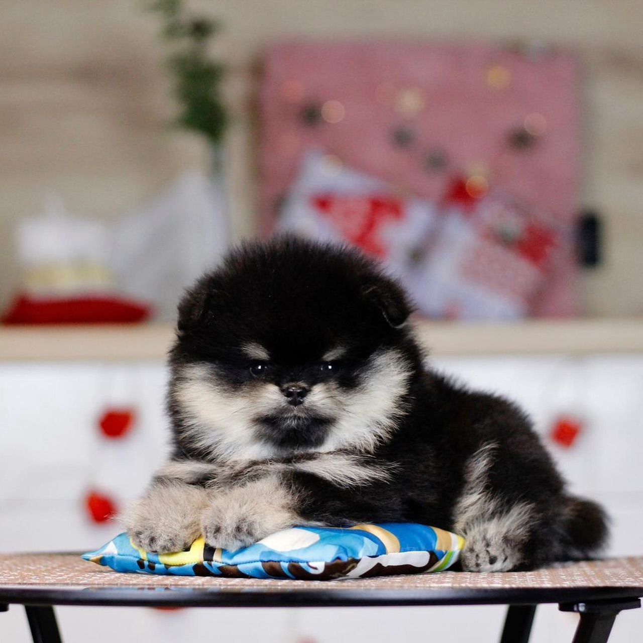 Home Raised Puppies adoption pet dogs