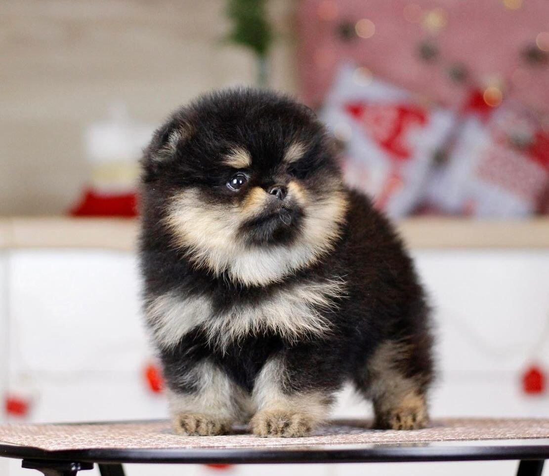 Home Raised Puppies adoption pet dogs