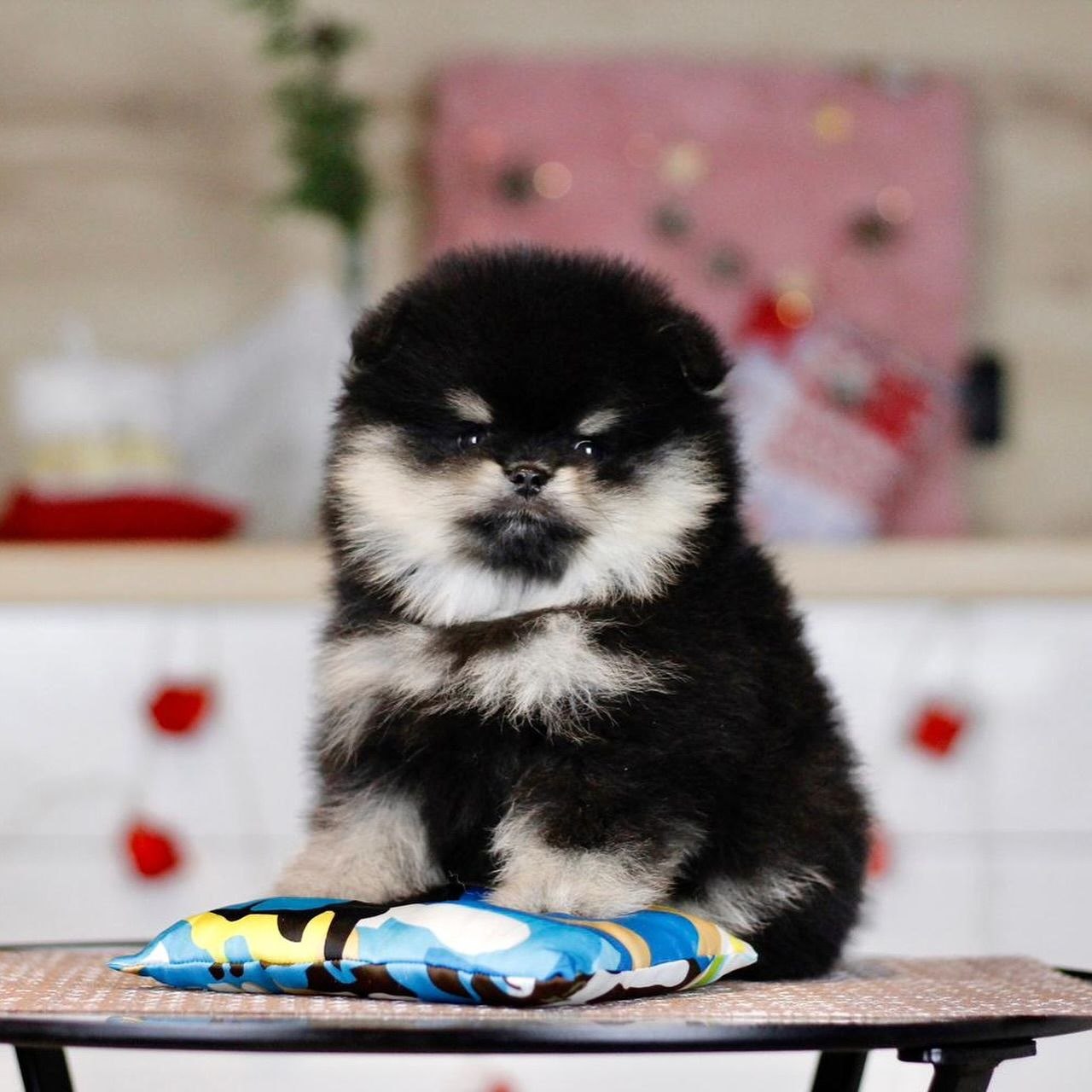 Home Raised Puppies adoption pet dogs