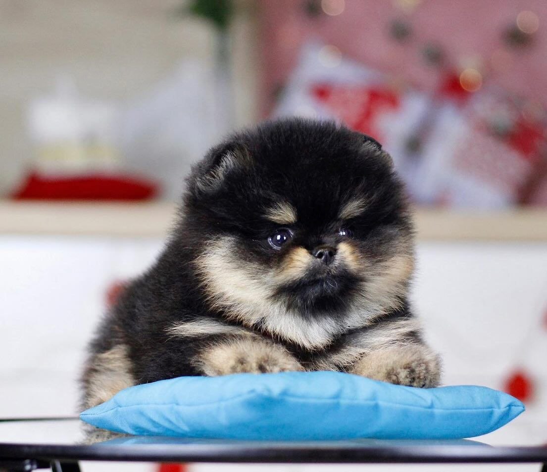 Home Raised Puppies adoption pet dogs