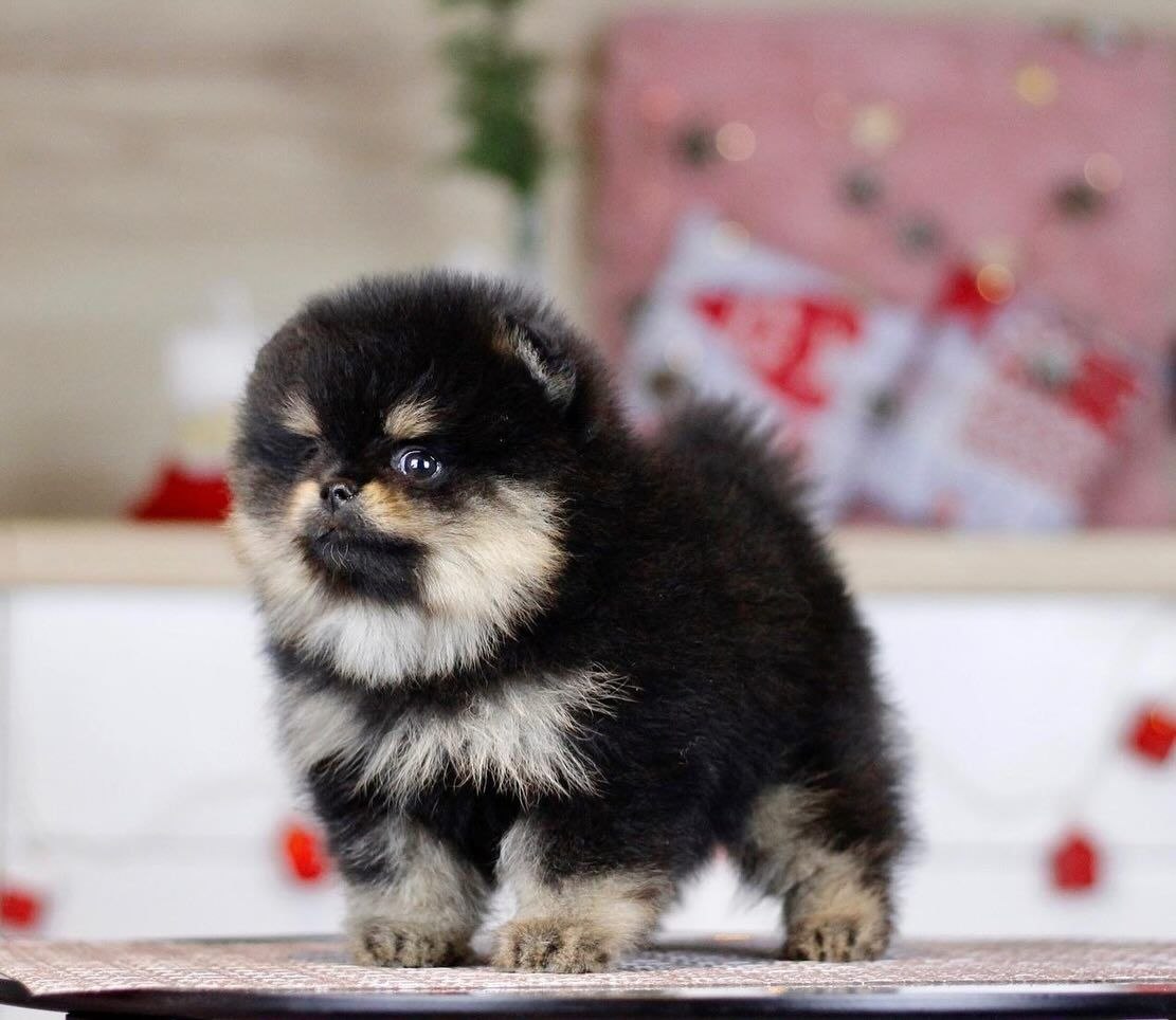 Home Raised Puppies adoption pet dogs