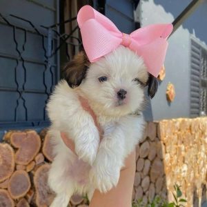 Humane Society Adoption
