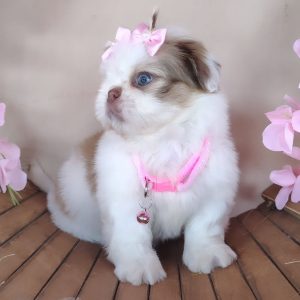 Imperial Shih Tzu