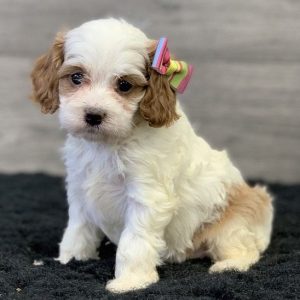 Indoor Companion Dogs adoption