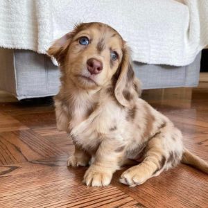 Local Pet Rescue adoption