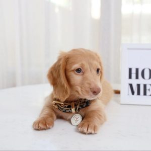 Long Haired Dachshund