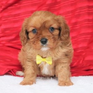 Loving Puppies adoption