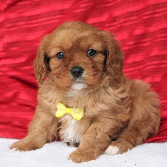 Loving Puppies adoption