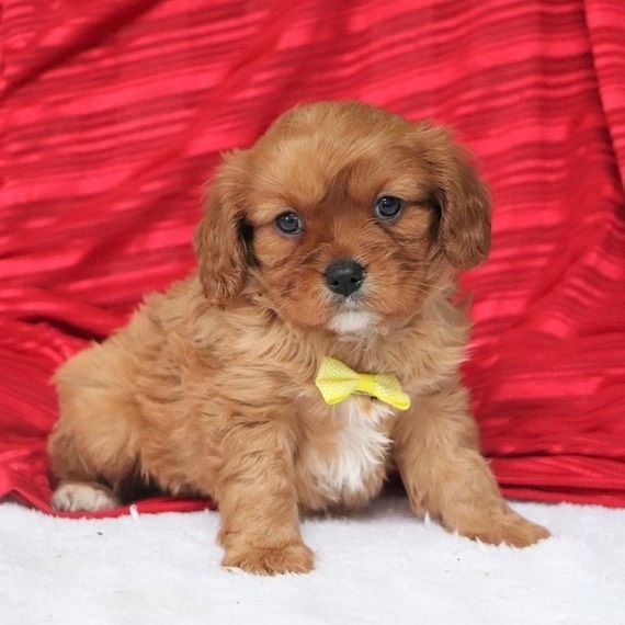 Loving Puppies adoption
