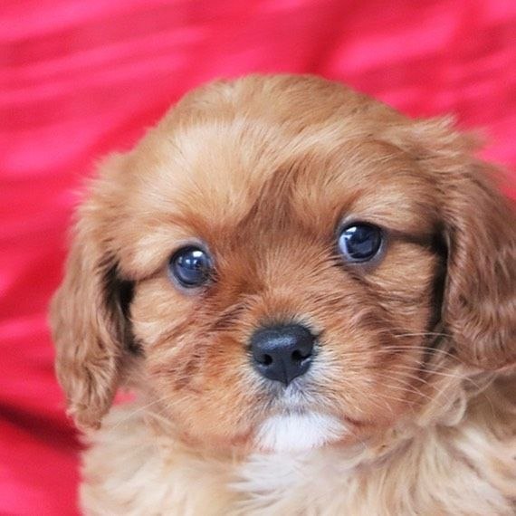 Loving Puppies adoption