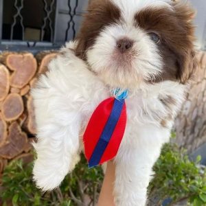 Microchipped Puppies adoption