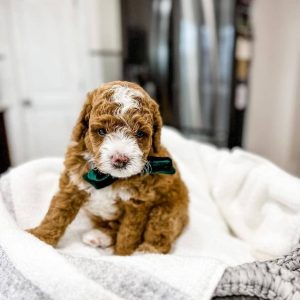 Mini Cavapoo Puppies