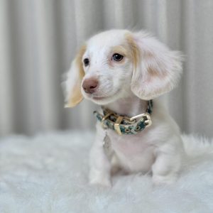 Mini Dachshund