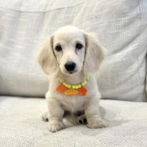 Mini Dachshund Puppies