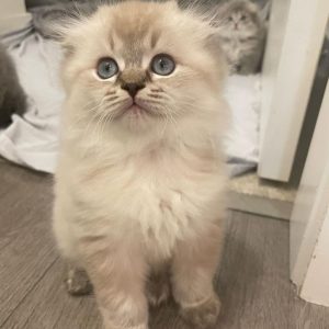 Mini Munchkin Kittens