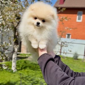 Mini Pomeranian