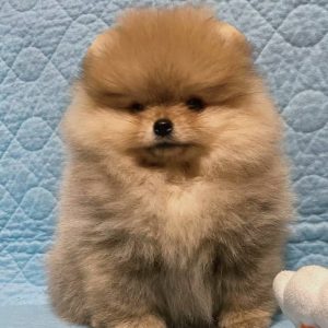 Mini Pomeranian Puppies