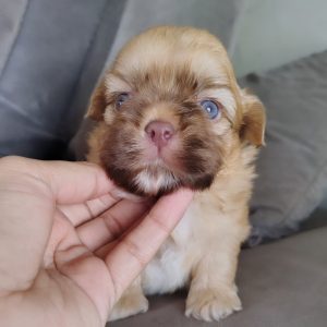 Mini Shih Tzu