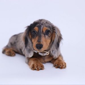 Miniature Dachshund